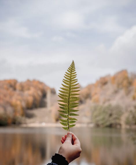 Feretich Fanily Website leaf